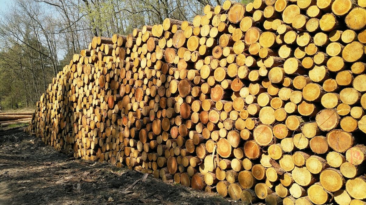 Lesy ČR znásobily zisk na rekordních 7,4 miliardy